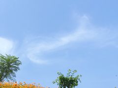 -杨梅坑