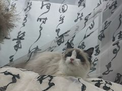 -爱洗澡的猫(望京店)