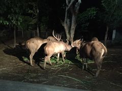 -清迈夜间动物园
