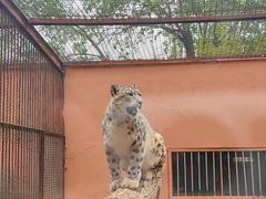 -青藏高原野生动物园