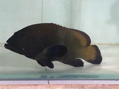 -海盗餐厅