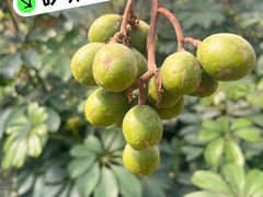 -北戴河集发农业梦想王国
