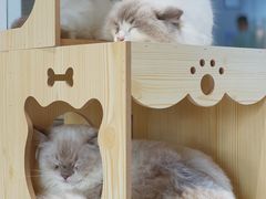 -瞄一喵猫咖(格力海岸店)