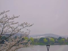 -羊山湖公园