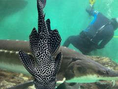 -太平洋海底世界