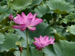 -莲花池公园