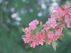 -海棠花溪(元大都城垣遗址公园)