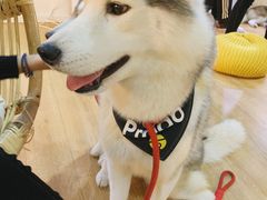 -Husky Go! 哈士奇体验馆·宠物咖啡厅狗咖