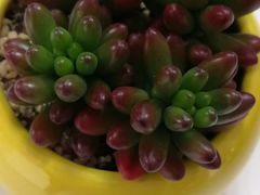 -曲阳花鸟市场(曲阳路店)