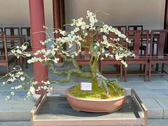 -豫园