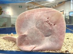 -上海海洋水族馆