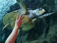 -上海海洋水族馆