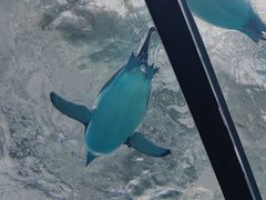 -珠海长隆海洋王国