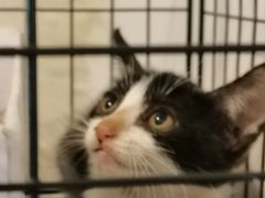 -御宝贝·A梦猫科宠物医院(国际猫友好医院)