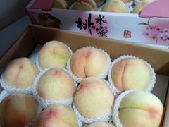 -南汇新场正宗水蜜桃采摘