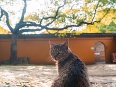 -西园戒幢律寺