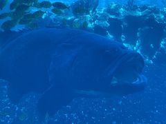 -海棠湾洲际-涛·海底餐厅·美人鱼·自助餐·海底隧道