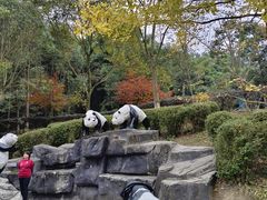 -都江堰中华大熊猫苑