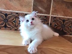 -Bastet sally猫舍购宠(静安店)