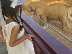 -西霞口神雕山野生动物世界