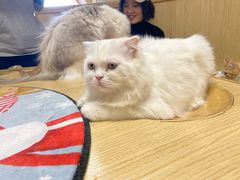 -猫和宫(六道口店)