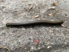 -碓臼峪自然风景区