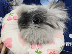 -爱侣宠医·鹦鹉专科·小型哺乳类·异宠专科(灵石路店)