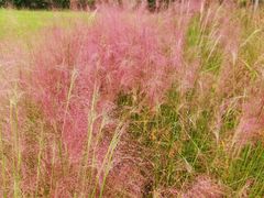 -桤木河湿地公园