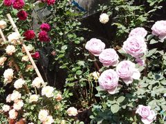 -平吉花卉市场