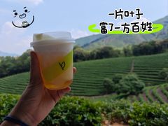 -白茶原·一片叶子