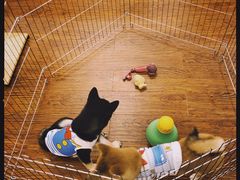 -豆柴町-柴犬主题狗咖(红鼎国际C座店)