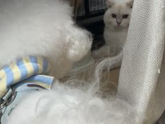 -瑞派康怡24h宠物医院·犬猫医疗中心·微创绝育(瑞景分院)