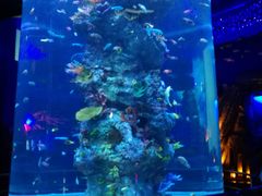 -芜湖新华联大白鲸海洋公园