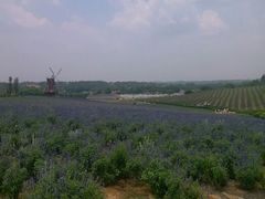 薰衣草-紫颐香薰山谷景区