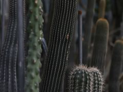 -郑州植物园