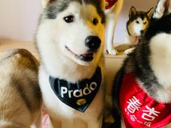 -Husky Go! 哈士奇体验馆·宠物咖啡厅狗咖