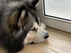 -李小姐の猫咖啡馆(五角场店)