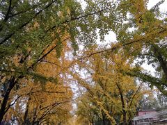 -三里屯东五街银杏大道