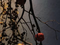 -曲廊院(东四十一条店)