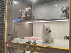 -翊宠yipet猫狗购宠庄园