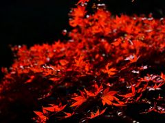 -中国茶叶博物馆(双峰馆区)