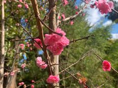 -墨尔本皇家植物园