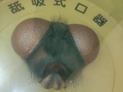 -上海昆虫博物馆