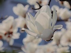 -杭州植物园