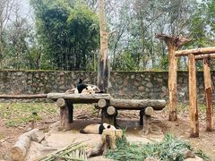-都江堰中华大熊猫苑