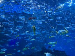 -海合安成都极地海洋公园