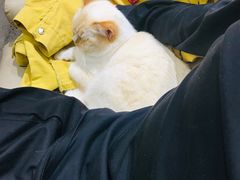 -藏猫猫咖啡主题馆(中央大道店)