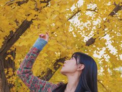 -三里屯东五街银杏大道
