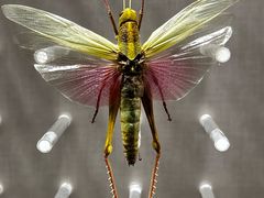 -国家自然博物馆