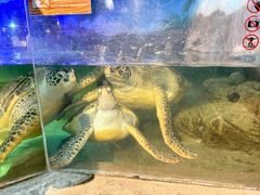 -萌宠奇缘(荣鼎店)